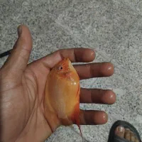 رد اسپات