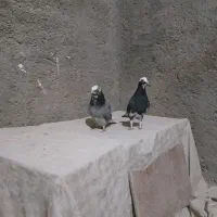 یک جفت کفتر شازده