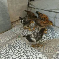 پنج جوجه مرغ محلی