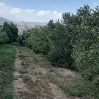 باغ زیتون