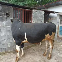 گوساله چاق
