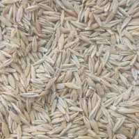 جو شش پر بذری درجه یک