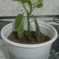 گل شمشیری وبنجامین