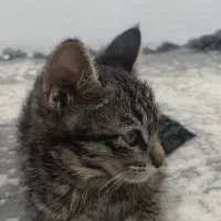 گربه