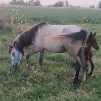 مادیان تازه زایده