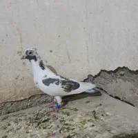 کبوتر