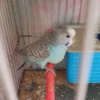 جفت مرغ عشق