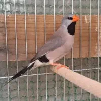 فنچ کرواتی