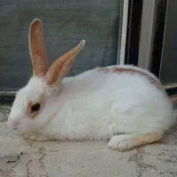 خرگوش زیبا و بازیگوش