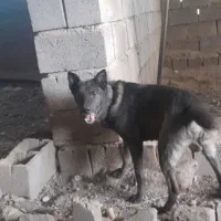 سگ ژرمن