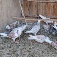 کفتر جوجه تهرانی