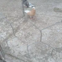 کبوترهما