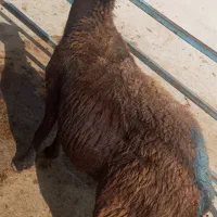 میش