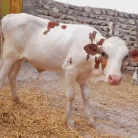 گوساله|حیوانات مزرعه|بستک, |دیوار