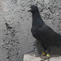 کبوتر|پرنده|بوشهر, |دیوار