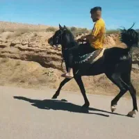 اسب|اسب و تجهیزات اسب‌سواری|تبریز, |دیوار