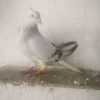 کبوتر گمشده