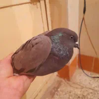 کبوتر پرشی ماده