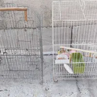 فقط دونه ای 450