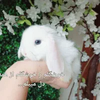 خرگوش مینی لوپ استرالیایی اصیل