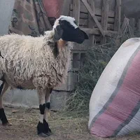 بره