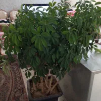 یه عدد گل شفلرا