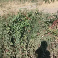 علف یونجه