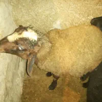 دو راس بره یکی نر یکی ماده