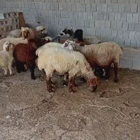 گوسفند