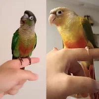 یک جفت گرین چیک رام چهار ماهه
