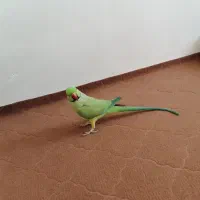 طوطی ملنگو نر