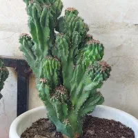 کاکتوس صخره ای