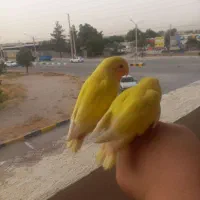 تعدادی طوطی برزیلی دستی آموزش دیده