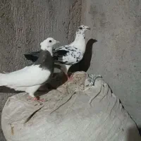 صید پرشی نر .ماده پرشی.کفتر ارزون