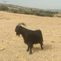 سه عدد پازن دوبر