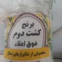 برنج کشت دوم به شرط پخت