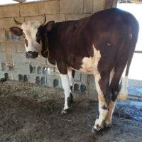 تلیسه گاو قربانی چاق پرگوشت نزاییده و دودندان