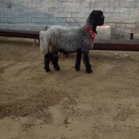 بره قوچ