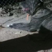 سگ افغان