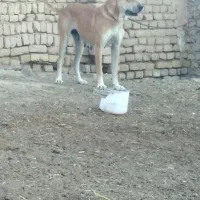 سگ‌گله ای