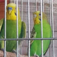مرغ عشق نرو ماده بالغ سالم