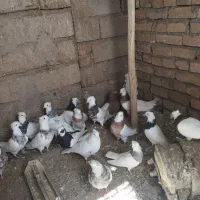 کبوترطوقی