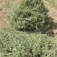 یونجه خشک خشکک بدون علف کیلو۳۷
