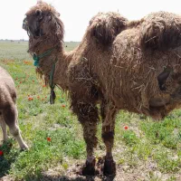 شیر تازه شتر موجود میباشد با خواص درمانی بالا