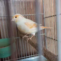 قناری ماده سیلور موزاییک