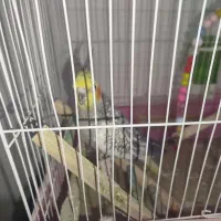 عروس هلندی ماده 2سال