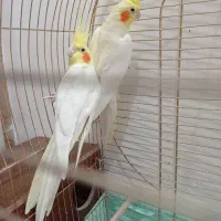 یک جفت عروس هلندی مولد