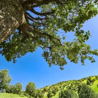 زمین ۱۰۰ متری