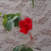 گل ختمی چینی