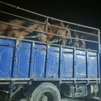 خرید فروش اسب معاوضه